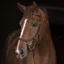 Rambo Micklem Comp Bridle Havana